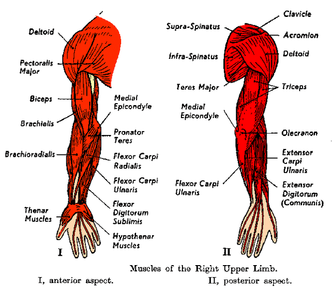 Muscles Of The Shoulder And Arm Kirstens Anatomy Website