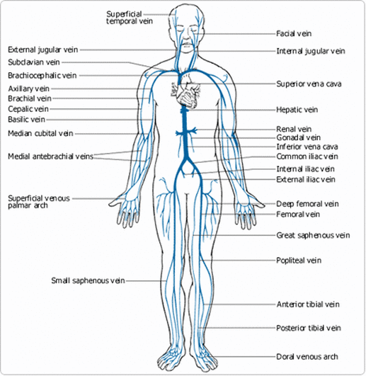 Princliple Arteries & Veins of the Body - Kirsten's Anatomy Website
