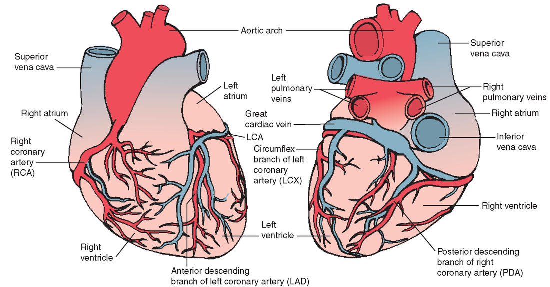 Arteries Veins Of The Heart Kirsten S Anatomy Website
